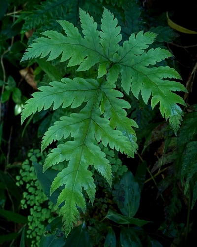 'iwa 'iwa lau nui (Tectaria gaudichaudii)