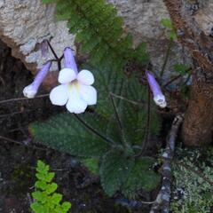 Streptocarpus meyeri, photograph (c) Henry de Lange, some rights reserved (CC BY)
