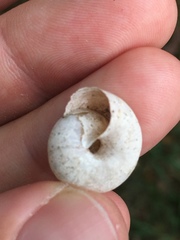 Euomphalia strigella