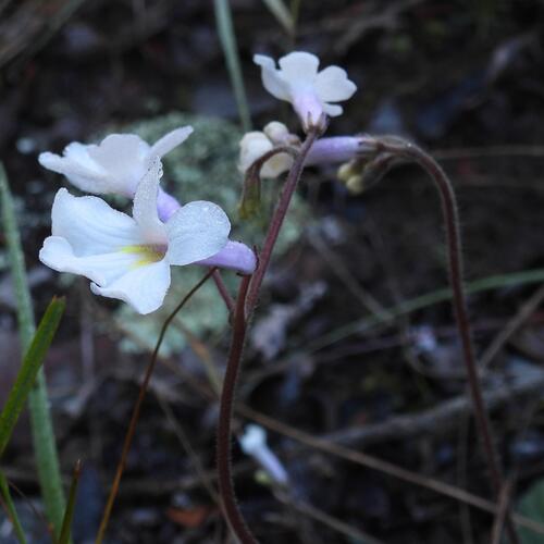 Streptocarpus meyeri