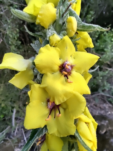 Image of Verbascum boerhavii by (c) Yves Bas, some rights reserved (CC BY)