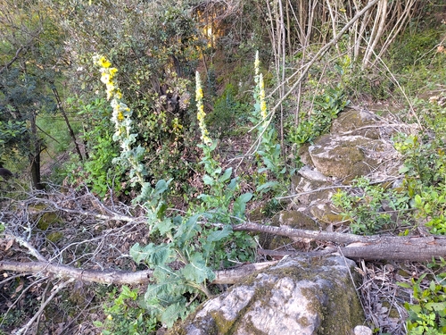 Image of Verbascum boerhavii by (c) Yves Bas, some rights reserved (CC BY)