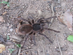 Acanthoscurria natalensis