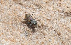 Cylindera suturalis