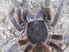 Acanthoscurria natalensis