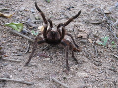Acanthoscurria natalensis