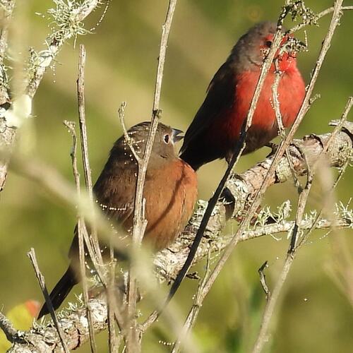African Firefinch (Lagonosticta rubricata), photo 9