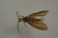 Margarodidae