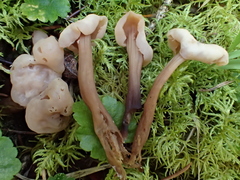 Cudonia