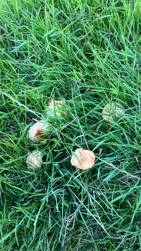 Marasmius oreades · April 2025 · photo: © nick_allen (iNaturalist, CC)