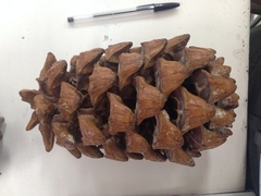 Pinus maximartinezii