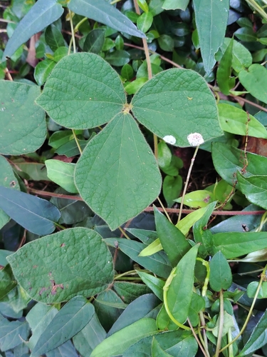 Image of Rhynchosia volubilis by (c) Rick Chou, some rights reserved (CC BY)