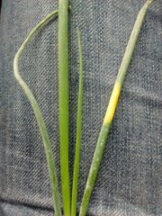 Peronospora destructor