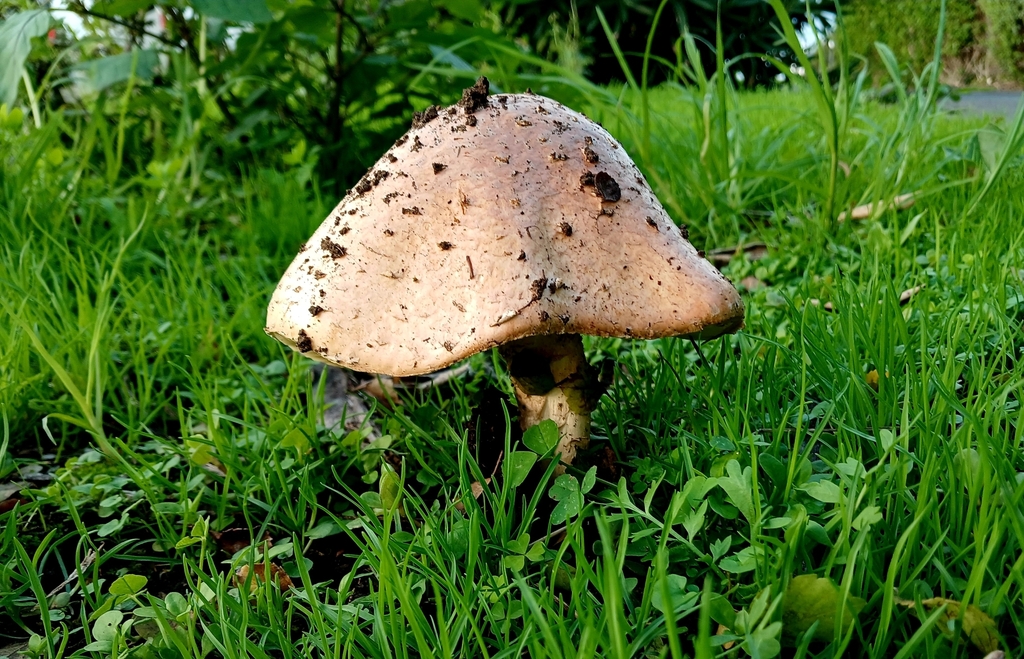 Saproamanita manicata
