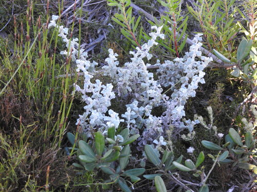Image of Helichrysum patulum by (c) Noeleen du Toit, some rights reserved (CC BY-SA)