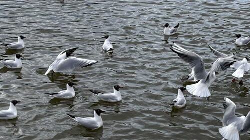 Black-headed Gull