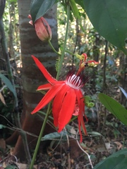 Passiflora miniata