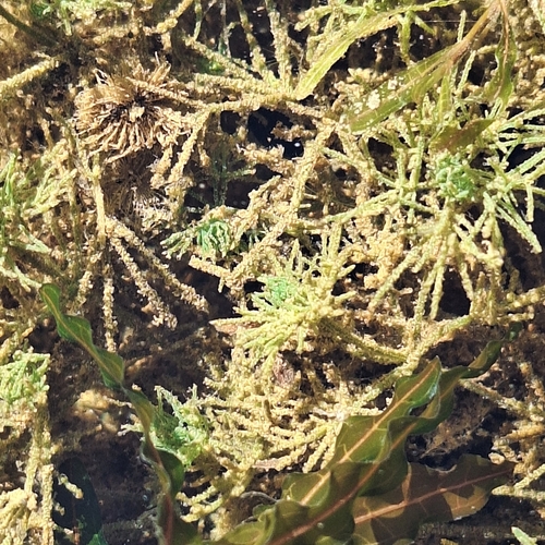 bearded stonewort (Lychnothamnus barbatus)