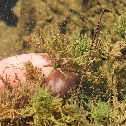 Image of Lychnothamnus barbatus by (c) Greg Tasney, some rights reserved (CC BY-SA)