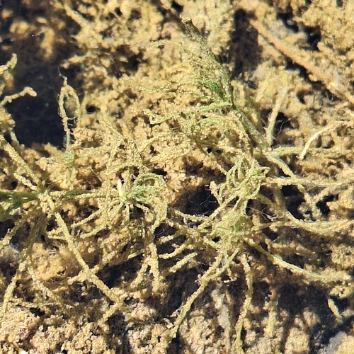 Image of Lychnothamnus barbatus by (c) Greg Tasney, some rights reserved (CC BY-SA)