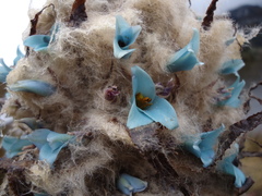 Puya clava-herculis