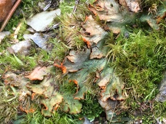 Solorina crocea