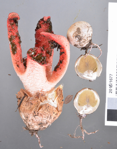 devil's-fingers (Clathrus archeri)