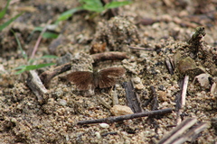 Carcharodini