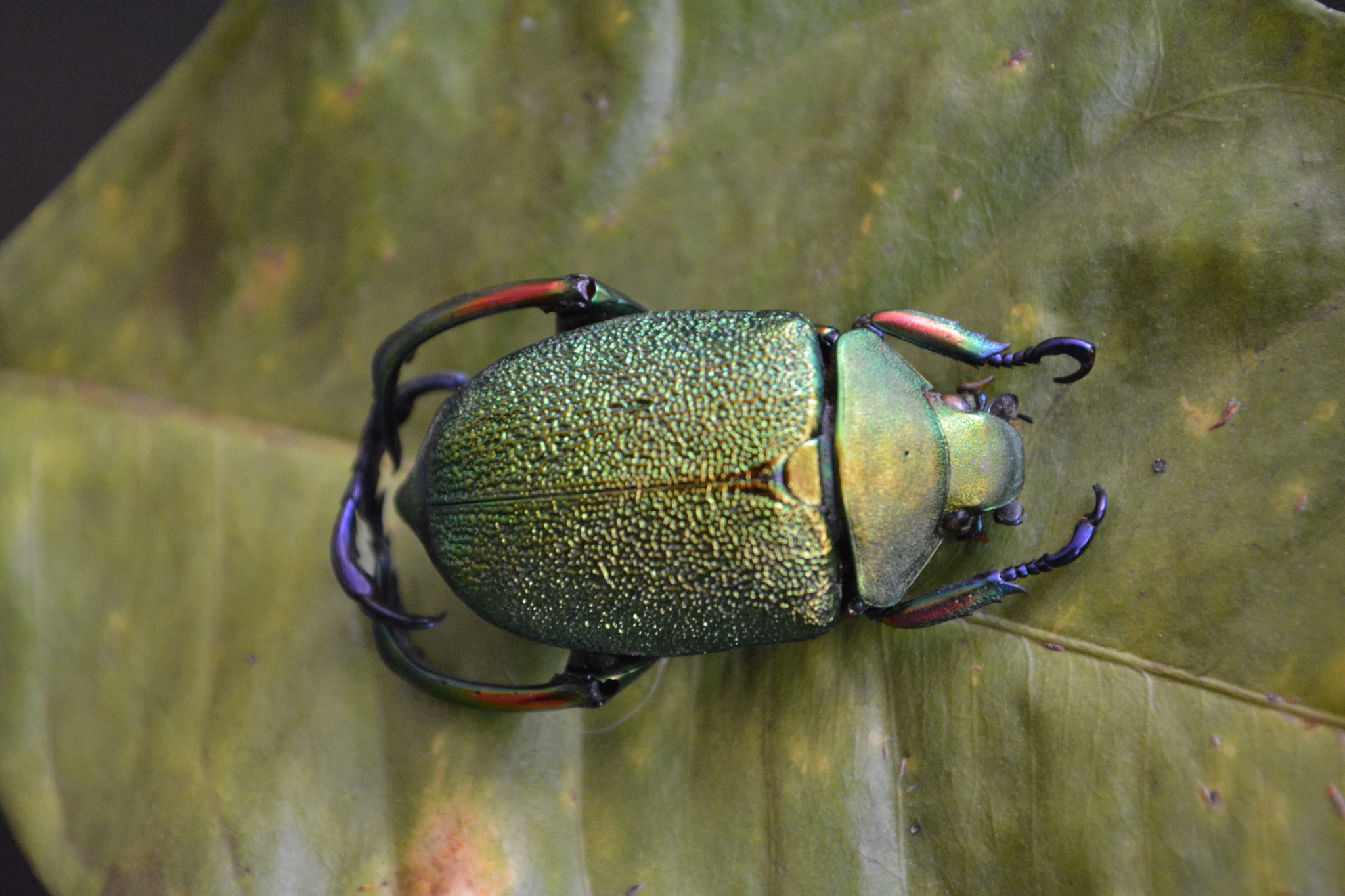Shining Leaf Chafer (Chrysophora chrysochlora) · iNaturalist
