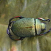 Longleg Scarab - Photo (c) Oscar Angel Sánchez Flores, some rights reserved (CC BY-NC)