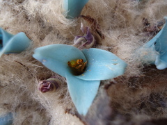 Puya clava-herculis