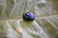 Phanaeus furiosus