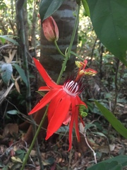 Passiflora miniata