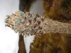 Puya clava-herculis