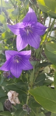 Platycodon grandiflorus