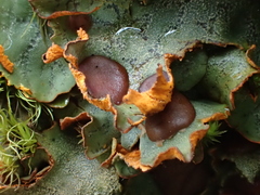 Solorina crocea
