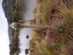 Puya clava-herculis