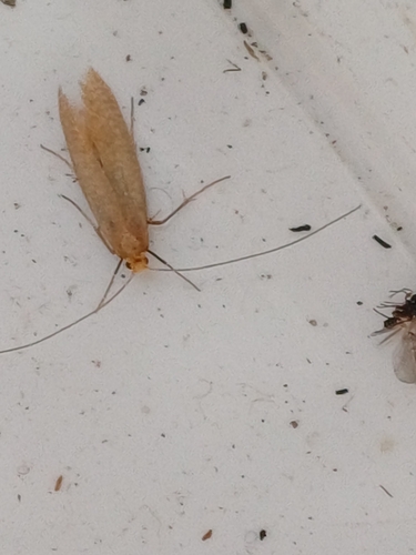 Geltonoji Ilgaūsė Makštinė Kandis nuotrauka