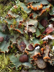 Solorina crocea