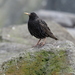 Faroe Starling - Photo (c) tanhk, some rights reserved (CC BY-NC), uploaded by tanhk