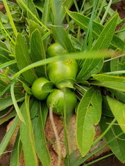 Pygmaeothamnus zeyheri