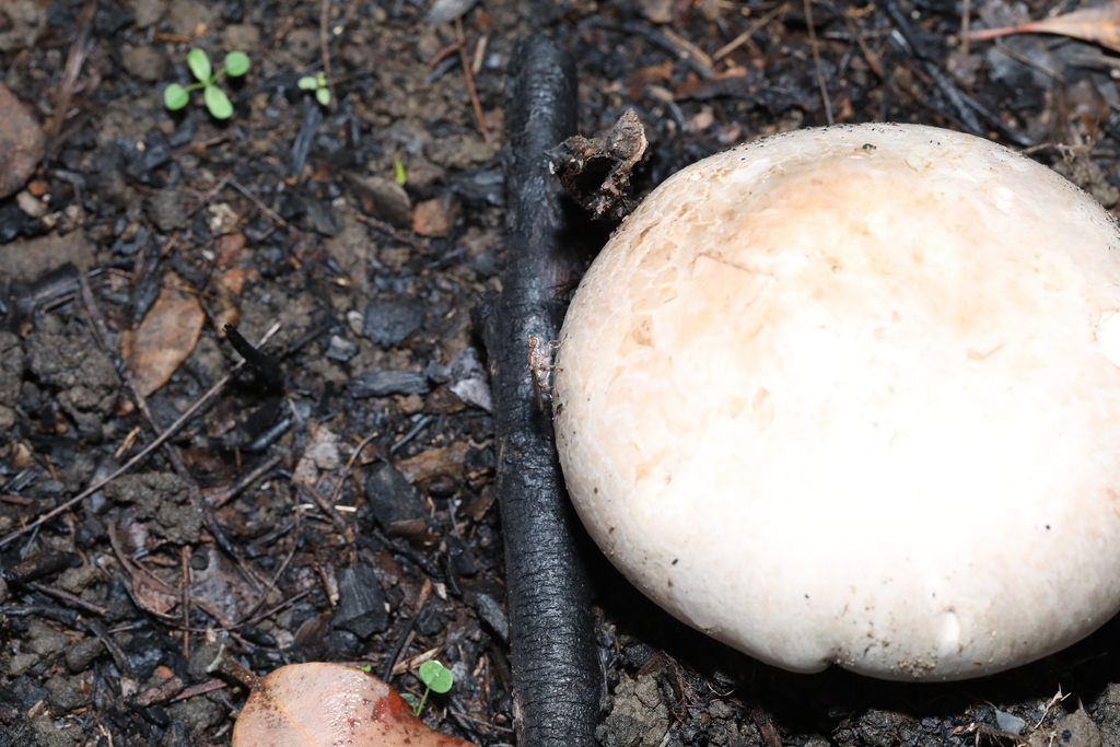Austrocortinarius australiensis · April 2025 · photo: © katsinabox (iNaturalist, cc-by)