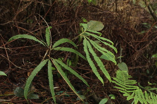 Sticherus hirtus observed 2025-01-02