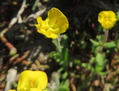 Hemimeris sabulosa