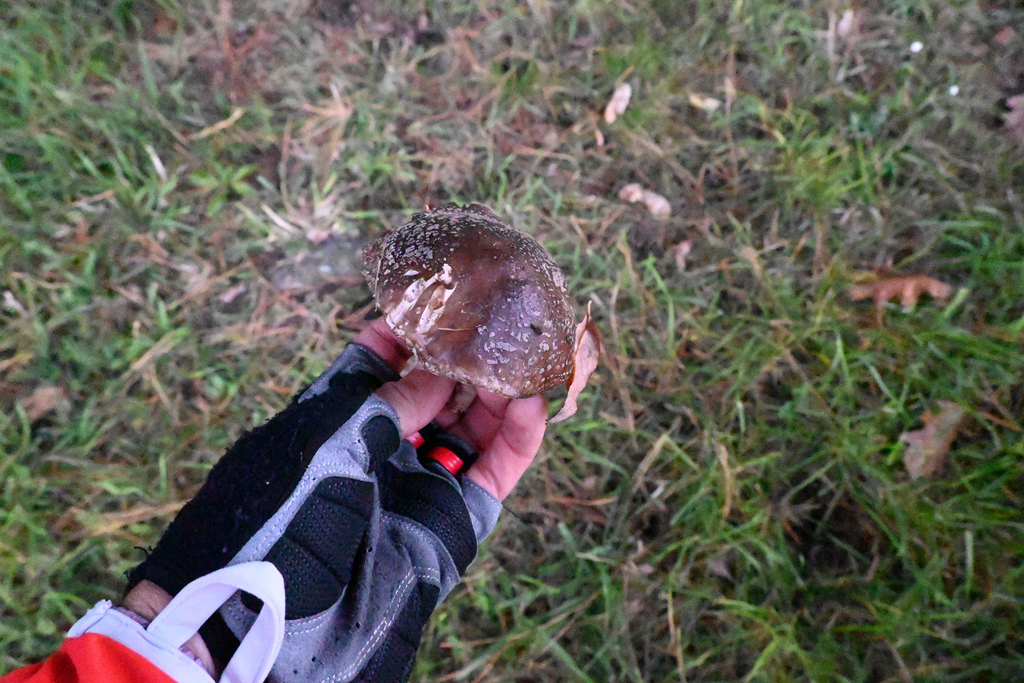 Amanita excelsa spissa · April 2025 · photo: © jon_sullivan (iNaturalist, cc-by)
