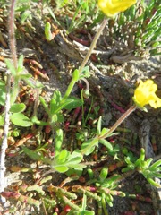 Hemimeris sabulosa