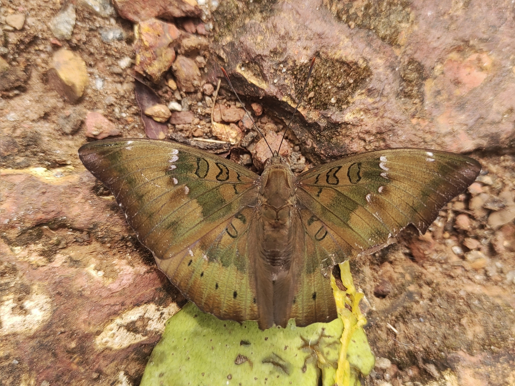 Common Baron