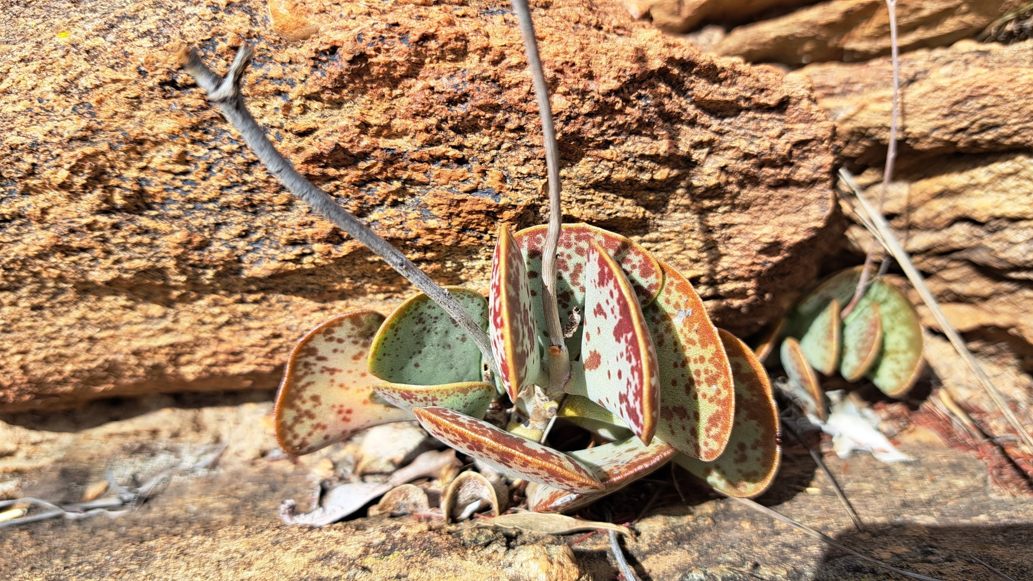 Imagem de Pedra-de-fogo