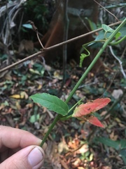 Passiflora miniata