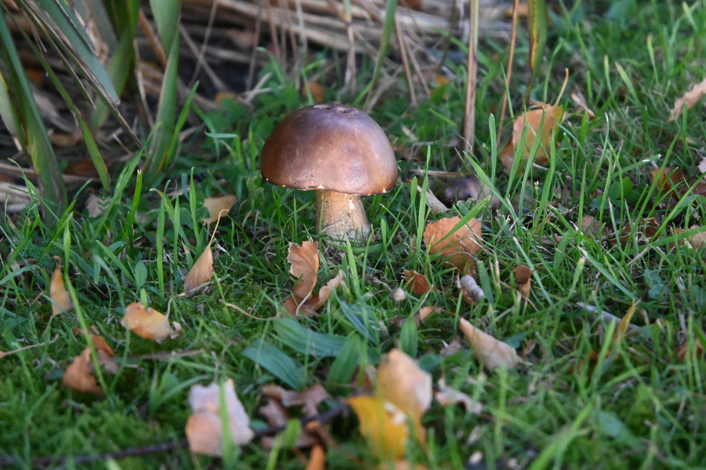 Leccinum scabrum · April 2025 · photo: © jon_sullivan (iNaturalist, cc-by)